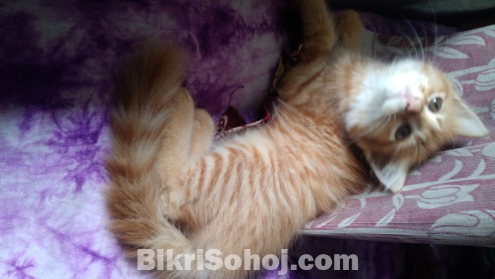 High quality mix breed parsian female kitten